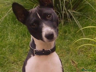 Basenji dogs in Llanymynech - Advert 11