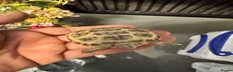Tortoise reptiles for sale: Horsfield tortoises - Advert 1