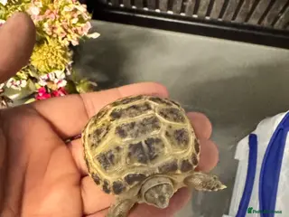 Tortoise reptiles Horsefield tortoise adults and baby’s available - Advert 5