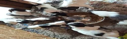 English Springer Spaniel dogs for sale: KC Registered Tri colour English Springer Spaniels in Redruth - Advert 2