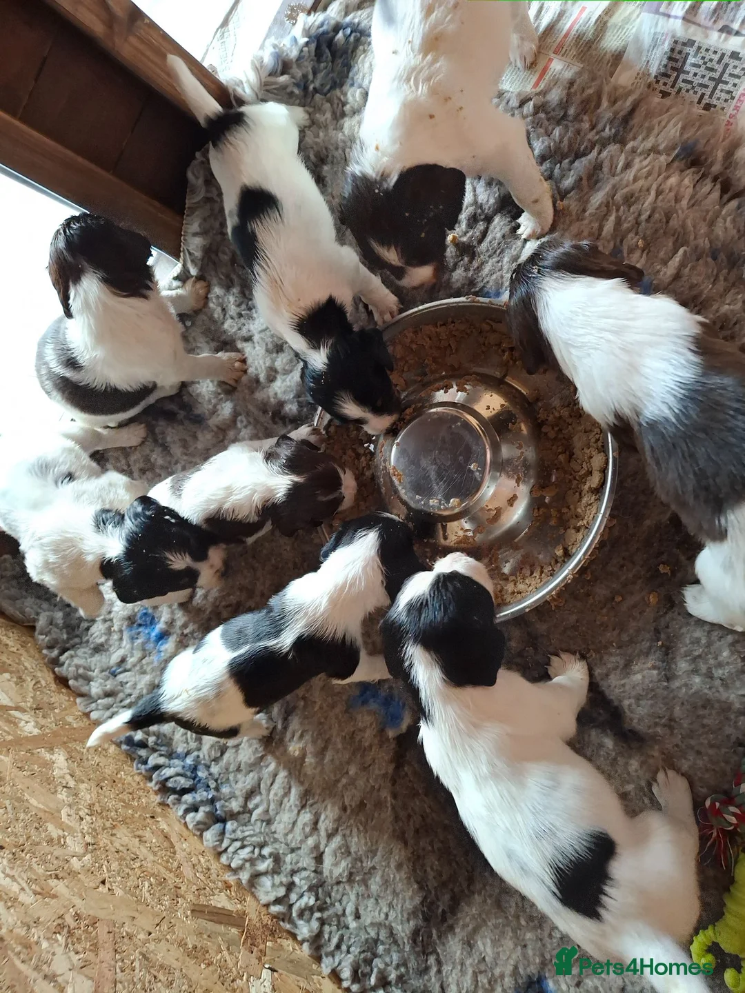 English Springer Spaniel dogs for sale: KC Registered Tri colour English Springer Spaniels in Redruth - Advert 2