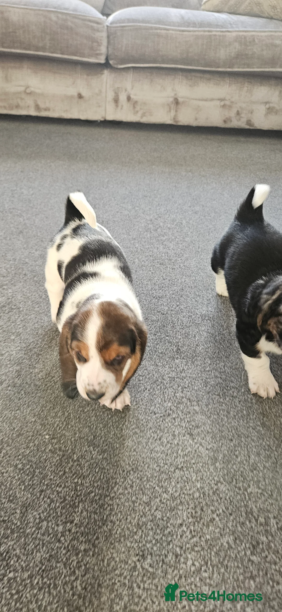 Basset Hound dogs for sale: One Beautiful Basset Hound Pup (Bertha) remaining. - Advert 3