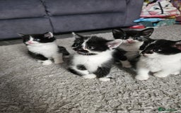 Mixed Breed cats for sale: Mixed breed kittens  - Image 9
