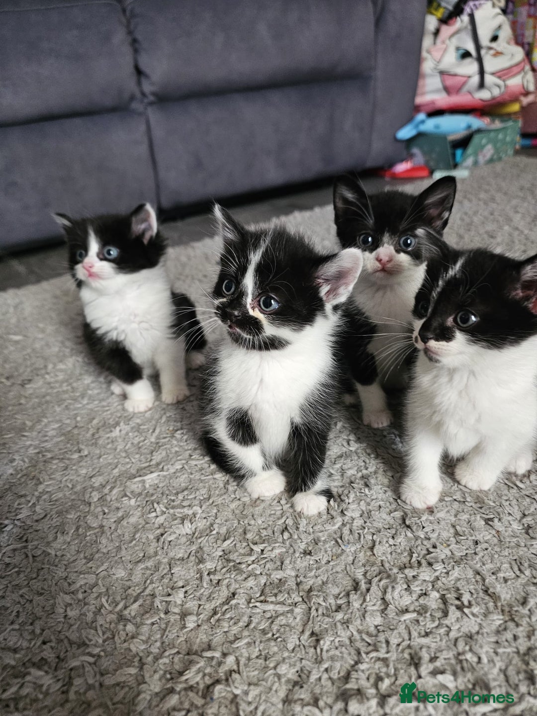 Mixed Breed cats for sale: Mixed breed kittens  - Image 9