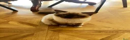 Ragdoll cats for sale: 5 month old Pedigree Seal point Ragdoll Kitten - Advert 4