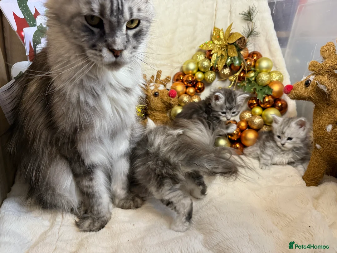 Maine Coon cats for sale: Champ blood Unique Color Ns11 boy active!!!🏅🏅🏅 - Advert 7