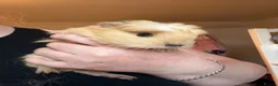 Guinea Pig rodents for sale: Beautiful baby boy for sale  - Advert 2