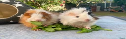 Guinea Pig rodents for sale: Bonded teddy x Abyssinian males - Advert 22