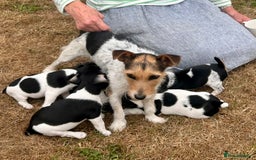 Jack Russell dogs for sale: Heavenly Jack Russell puppies - Image 3