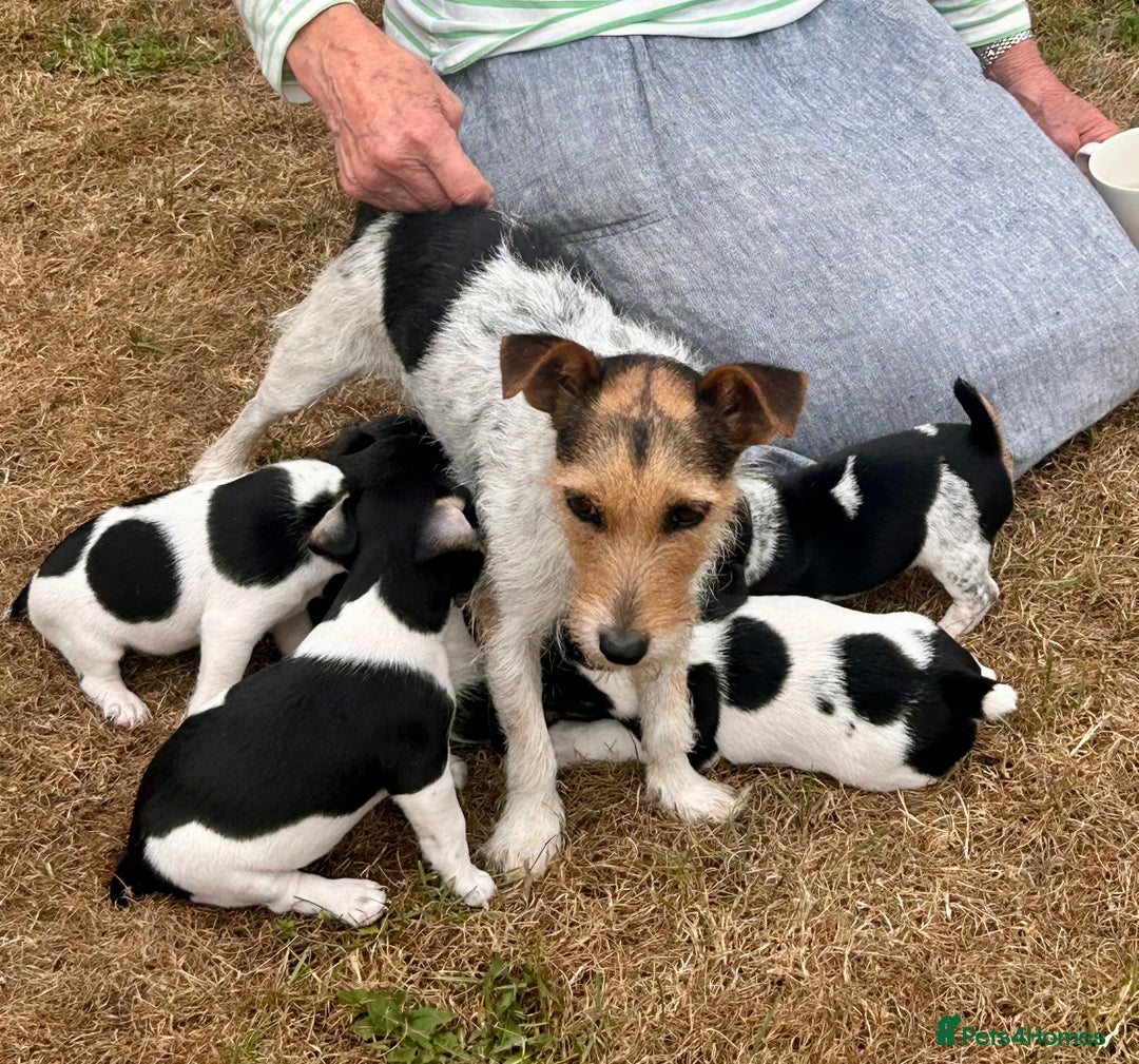 Jack Russell dogs for sale: Heavenly Jack Russell puppies - Image 3
