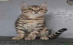 Bengal cats for sale: 1 beautiful bengal girl ready to leave now - Image 7