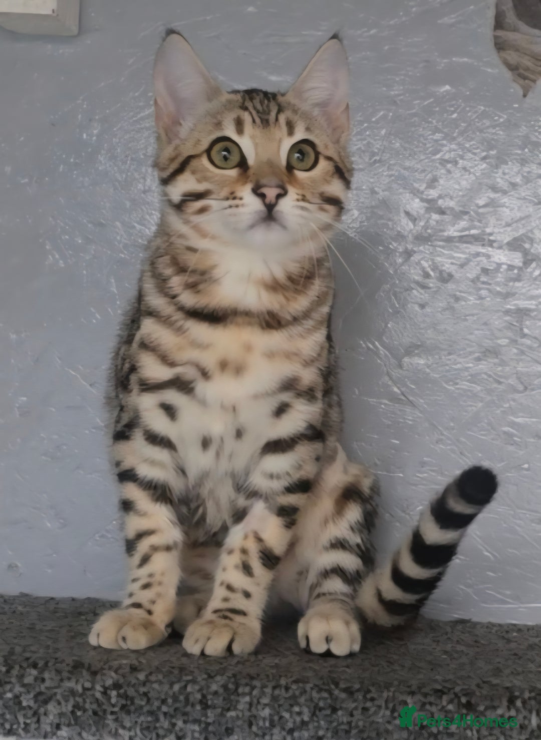 Bengal cats for sale: 1 beautiful bengal girl ready to leave now - Image 7