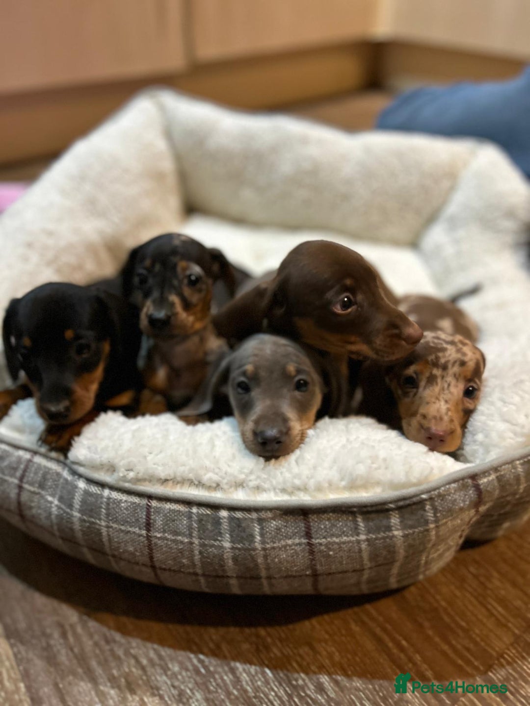 Miniature Dachshund dogs for sale: Stunning rainbow litter mini dachshunds - Advert 5