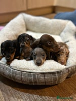 Miniature Dachshund dogs 🌈 4 left Stunning rainbow litter mini dachshunds - Advert 4