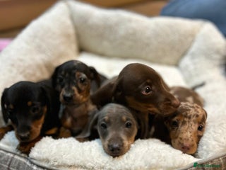 Miniature Dachshund dogs Stunning rainbow litter mini dachshunds - Advert 1