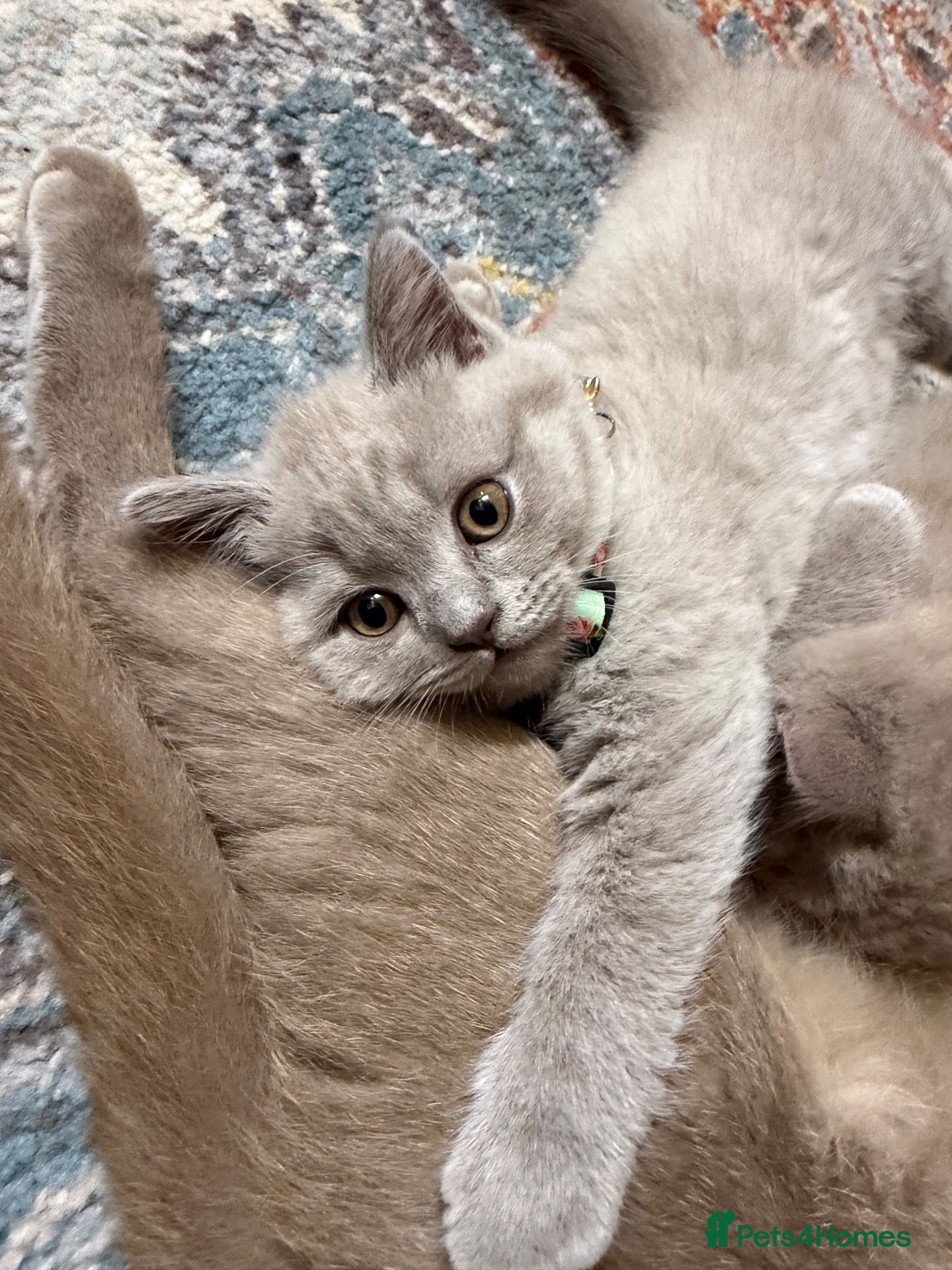 British Shorthair cats 2 beautiful British shorthair kittens for sale! - Advert 3