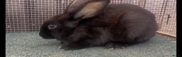 Mixed Breed rabbits for sale: Mixed baby rabbits - Advert 3