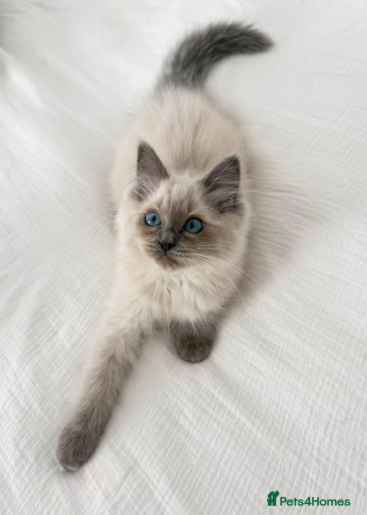 Ragdoll cats for sale: 🐾Stunning Ragdoll Kittens🧬DNA🏆ChampParents🐾 - Advert 11