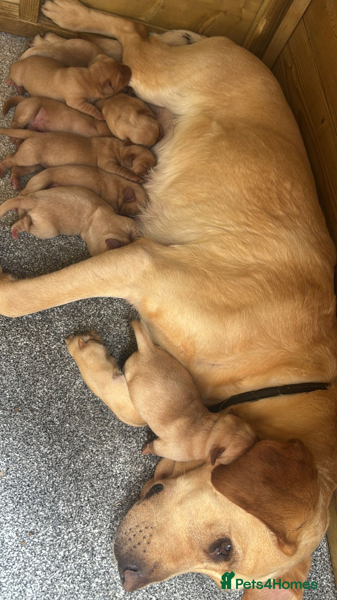 Labrador Retriever dogs for stud: Red Labrador KC registered in Ipswich - Advert 8