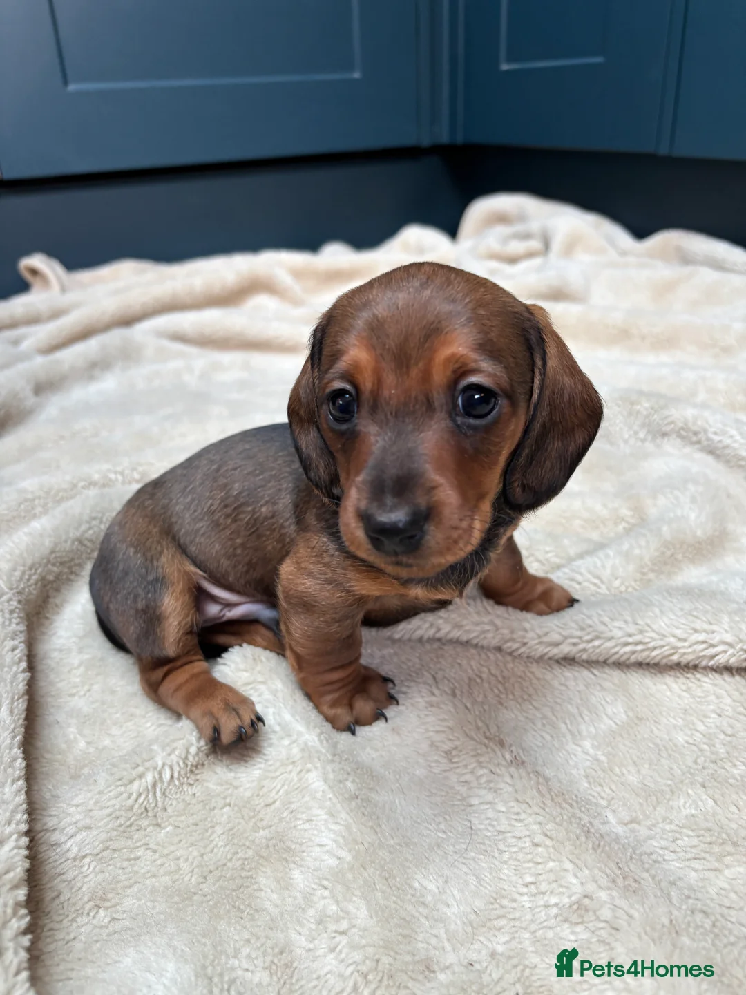 Miniature Dachshund dogs for sale: KC registered health tested miniature dachshunds - Advert 11