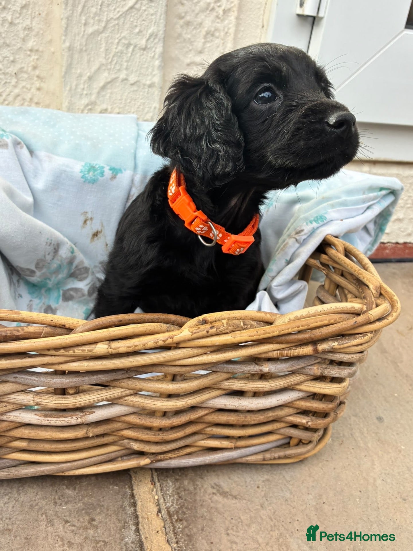 Cockapoo dogs for sale: READY NOW Beautiful cockapoo puppies  - Advert 2