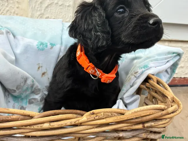 Cockapoo dogs for sale: READY NOW Beautiful cockapoo puppies - Advert 2