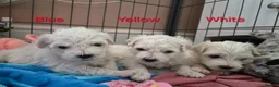 Bichon Frise dogs for sale: GORGEOUS BICHON FRISE - 🩷 3 girls  - Advert 10