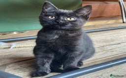 Mixed Breed cats for sale: Ready for forever homes NOW - Image 18