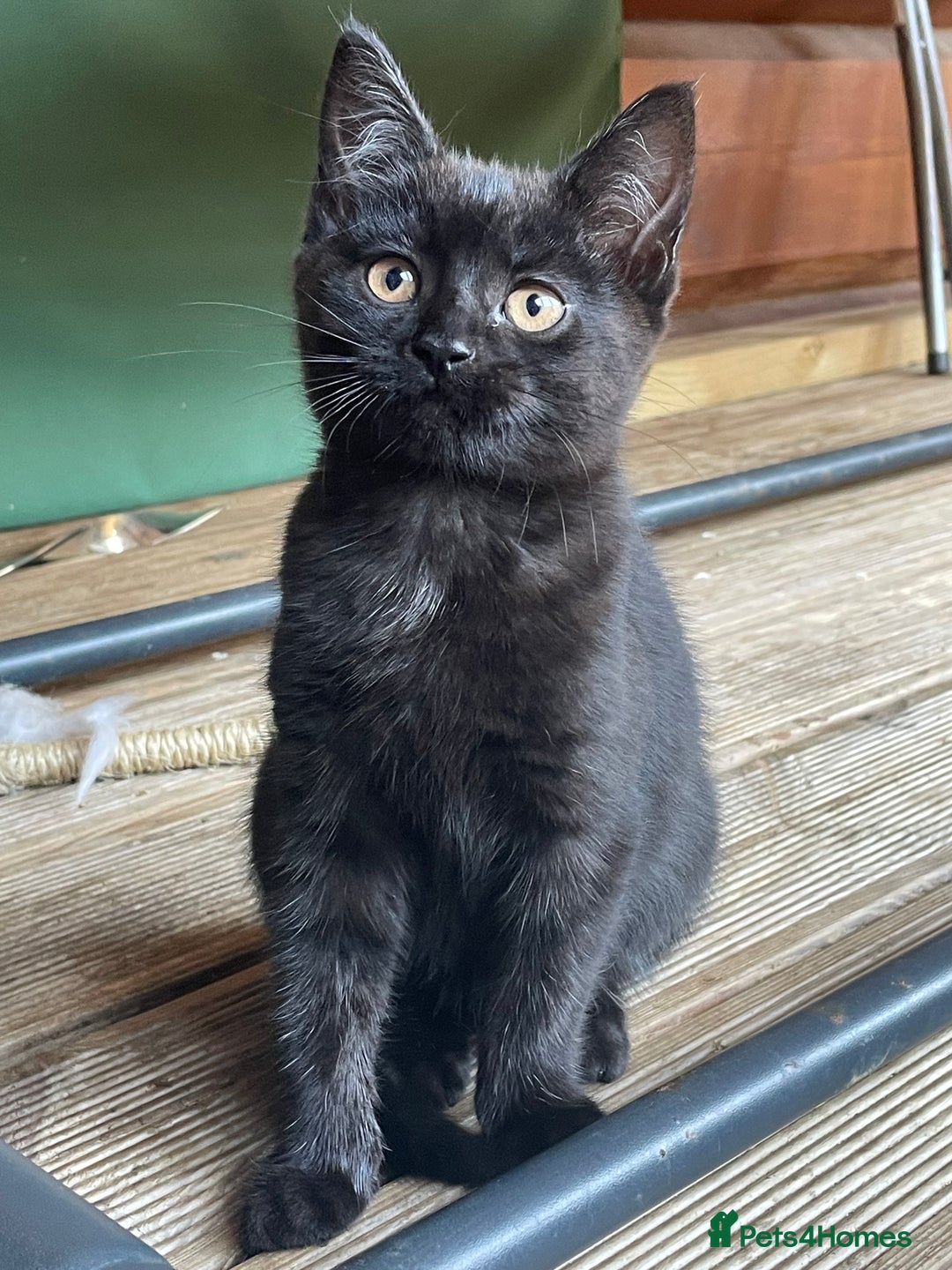 Mixed Breed cats for sale: Ready for forever homes NOW - Image 18