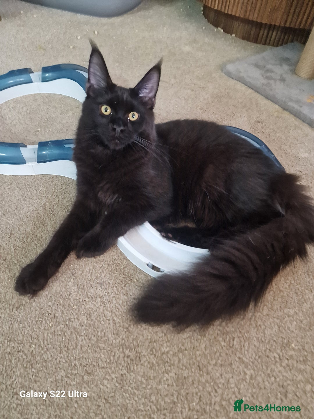 Maine Coon cats for sale: Studing solid black females🎀🐈‍⬛ - Image 11