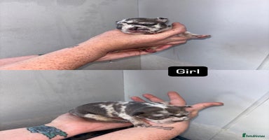 French Bulldog dogs Blue Lilac & Tan French bulldog Puppies  - Advert 2