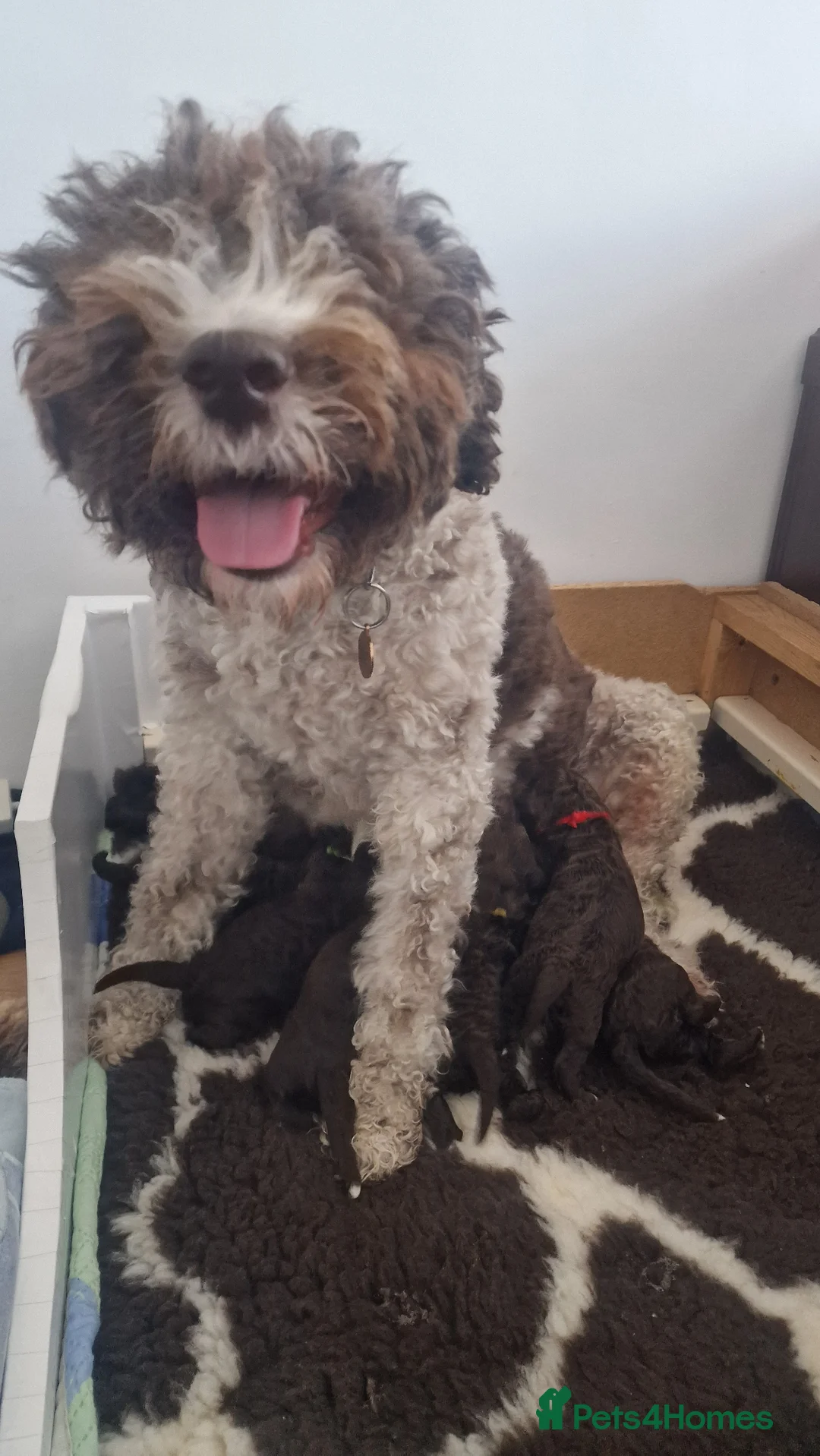 Lagotto Romagnolo dogs for sale: LAGOTTO ROMAGNOLO – EXPECTED KC REGISTERED LITTER - Advert 9