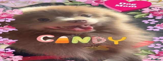 ✨Candy 🍭🐶🐾✨