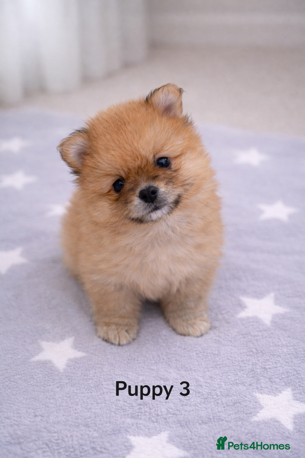 Pomeranian dogs Beautiful Pomeranian Pups Ready for Loving Homes - Advert 2