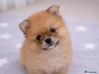 Pomeranian dogs for sale: Teddy bears pomeranians 3 girls 2 boys - Advert 1