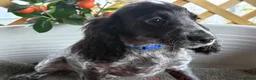Cocker Spaniel dogs for sale: Kc registered  - Advert 3