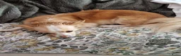Chihuahua dogs for sale: Beautiful chihuahua pups in Manchester - Advert 2