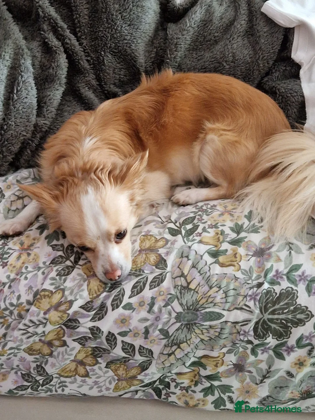 Chihuahua dogs for sale: Beautiful chihuahua pups in Manchester - Advert 2