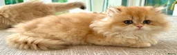 British Longhair cats for sale: Golden Longhair Kittens BY12 in Cardiff - Advert 17