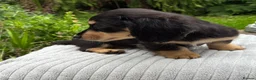 Miniature Dachshund dogs for sale: GORGEOUS KC reg PRA CLEAR MINI DACHSHUND PUPPIES - Advert 13