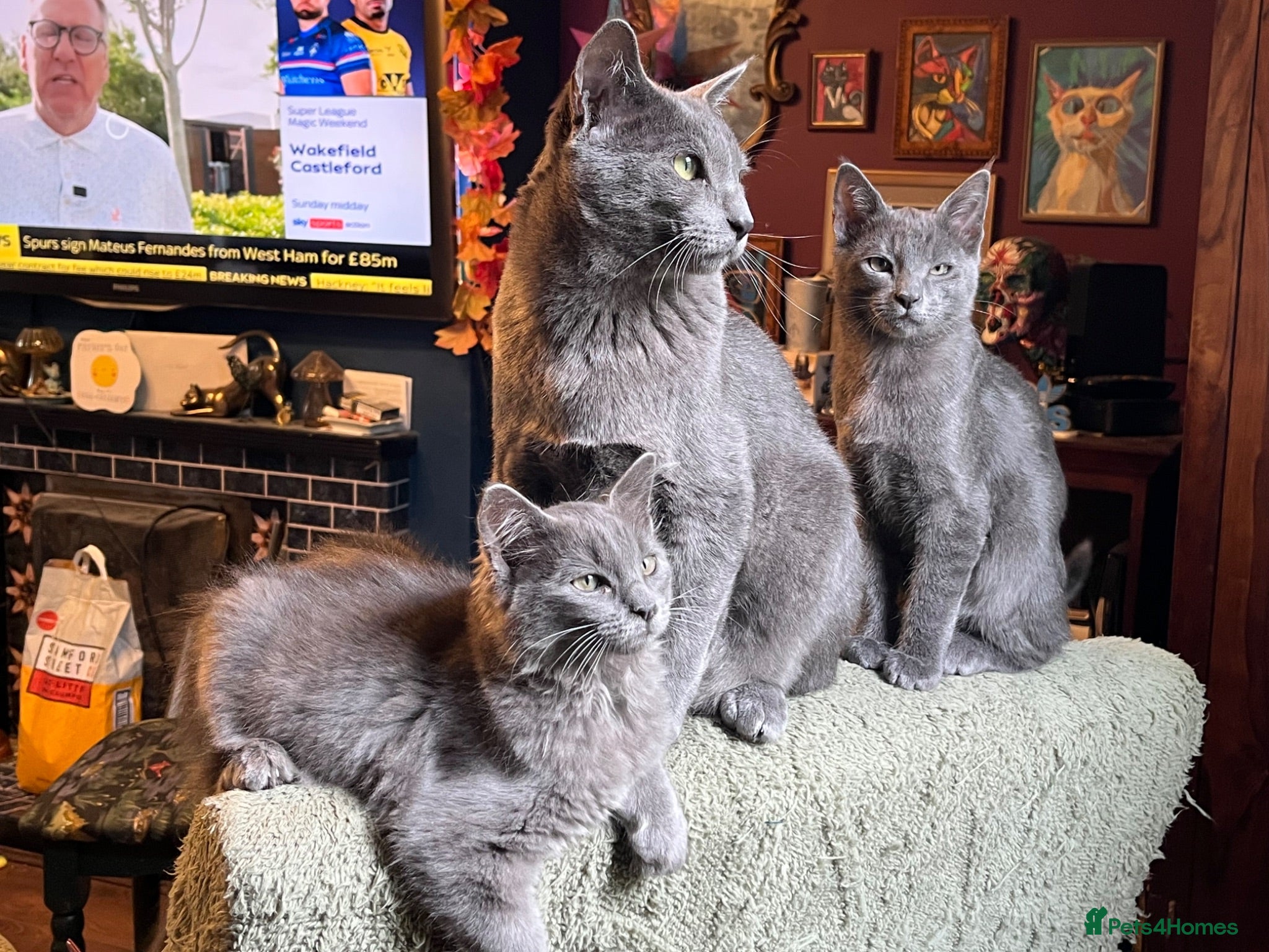 Oriental cats 7 RAGAMESE/SIAMESE KITTENS : 4 STILL AVAILABLE… - Advert 9