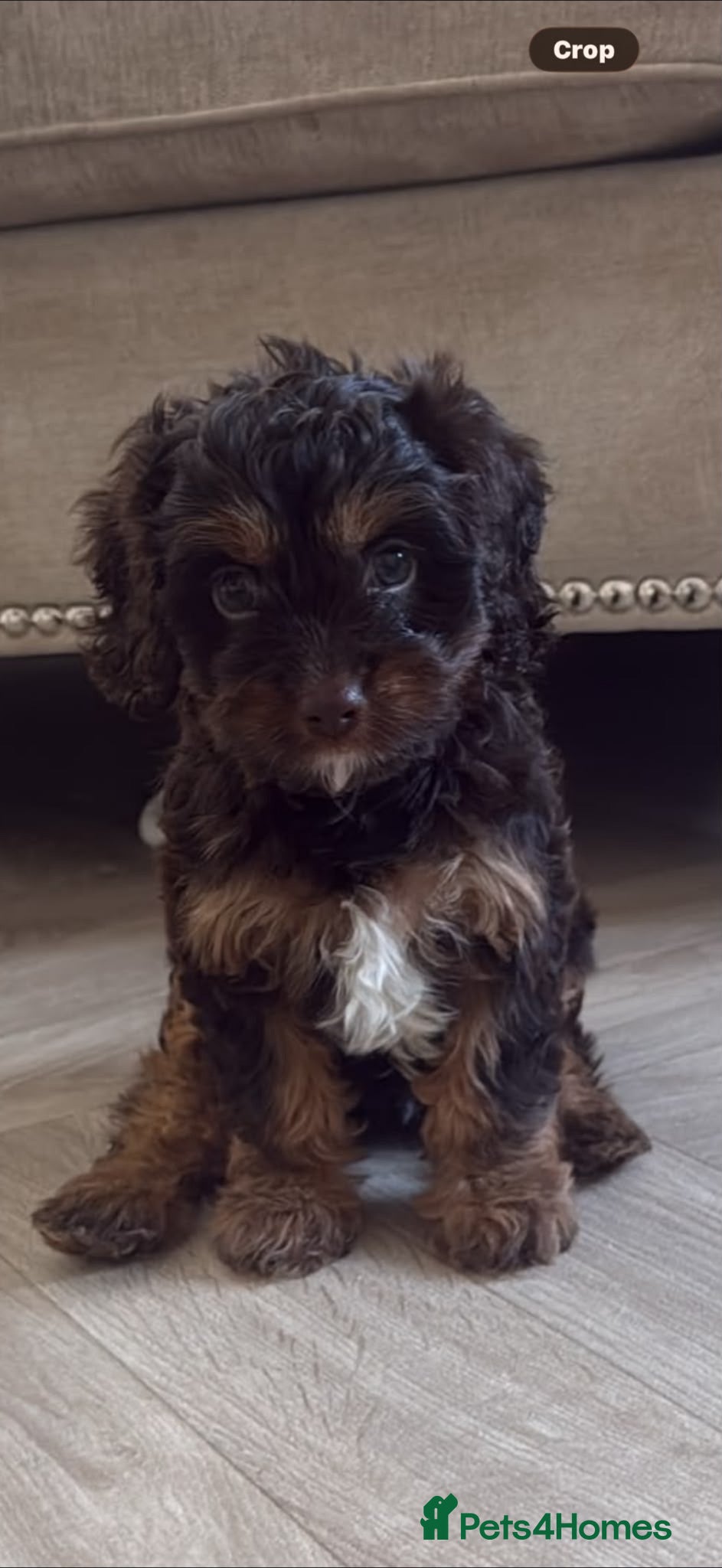 Cavapoo dogs F1 Cavapoos  - Advert 14