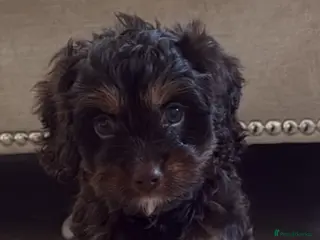 Cavapoo dogs F1 Cavapoos - Advert 1