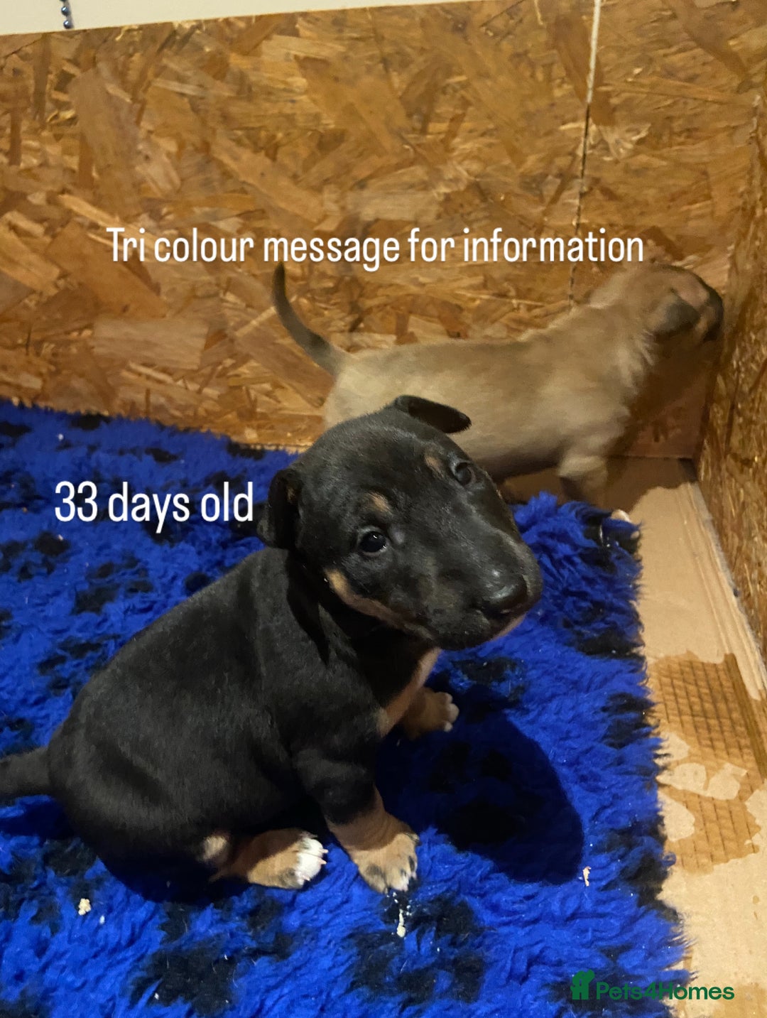 English Bull Terrier dogs for sale: Two female pups for sale - Advert 2