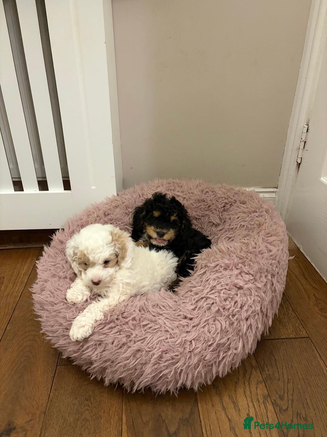 Toy Poodle dogs for sale: Beautiful phanotom toy poodle boys  - Advert 5