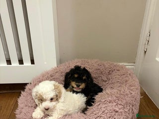 Toy Poodle dogs Beautiful phanotom toy poodle boys - Advert 1