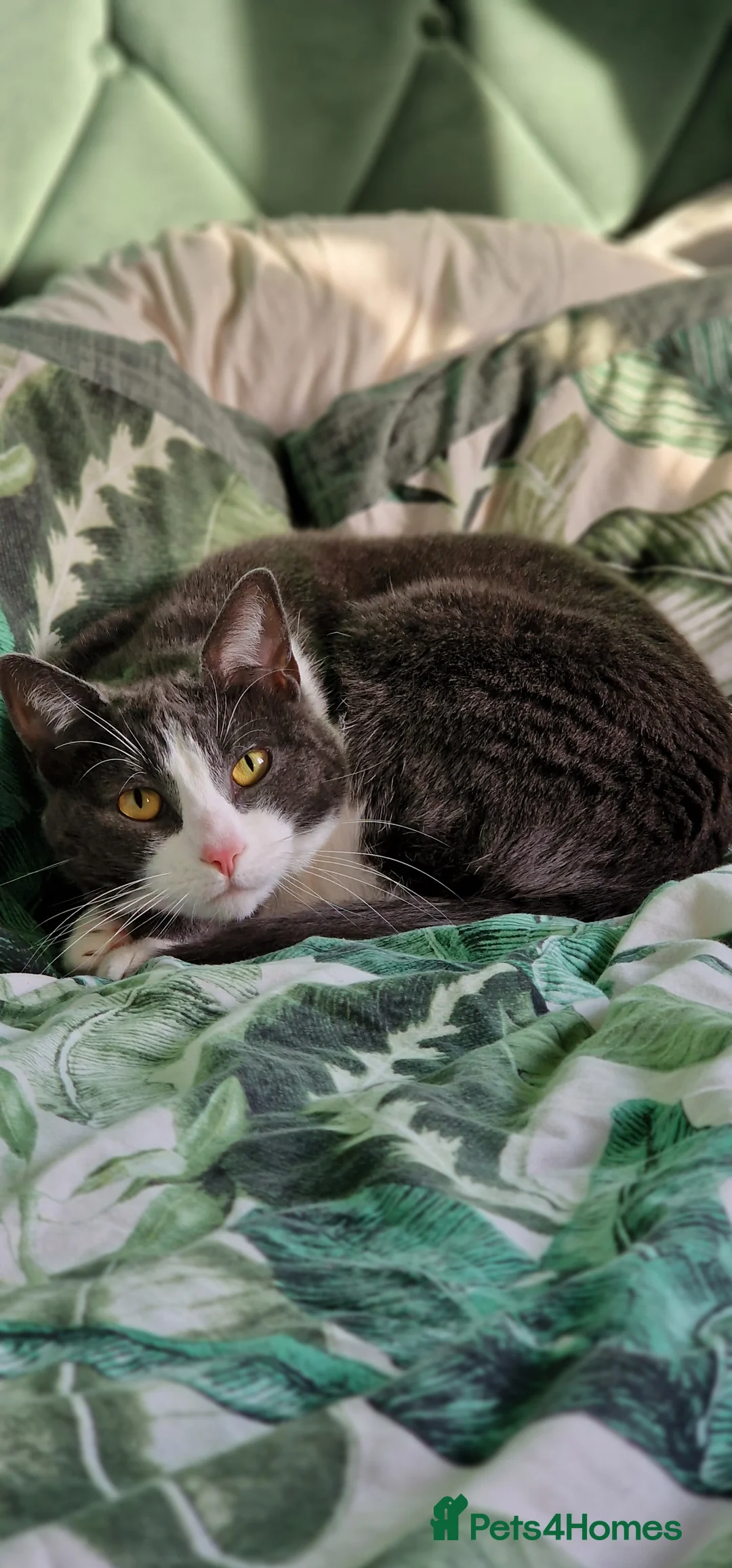 Mixed Breed cats for sale: Juno 7 years old - Advert 17