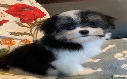 Maltese dogs for sale: Adorable little Maltese puppies  - Image 2