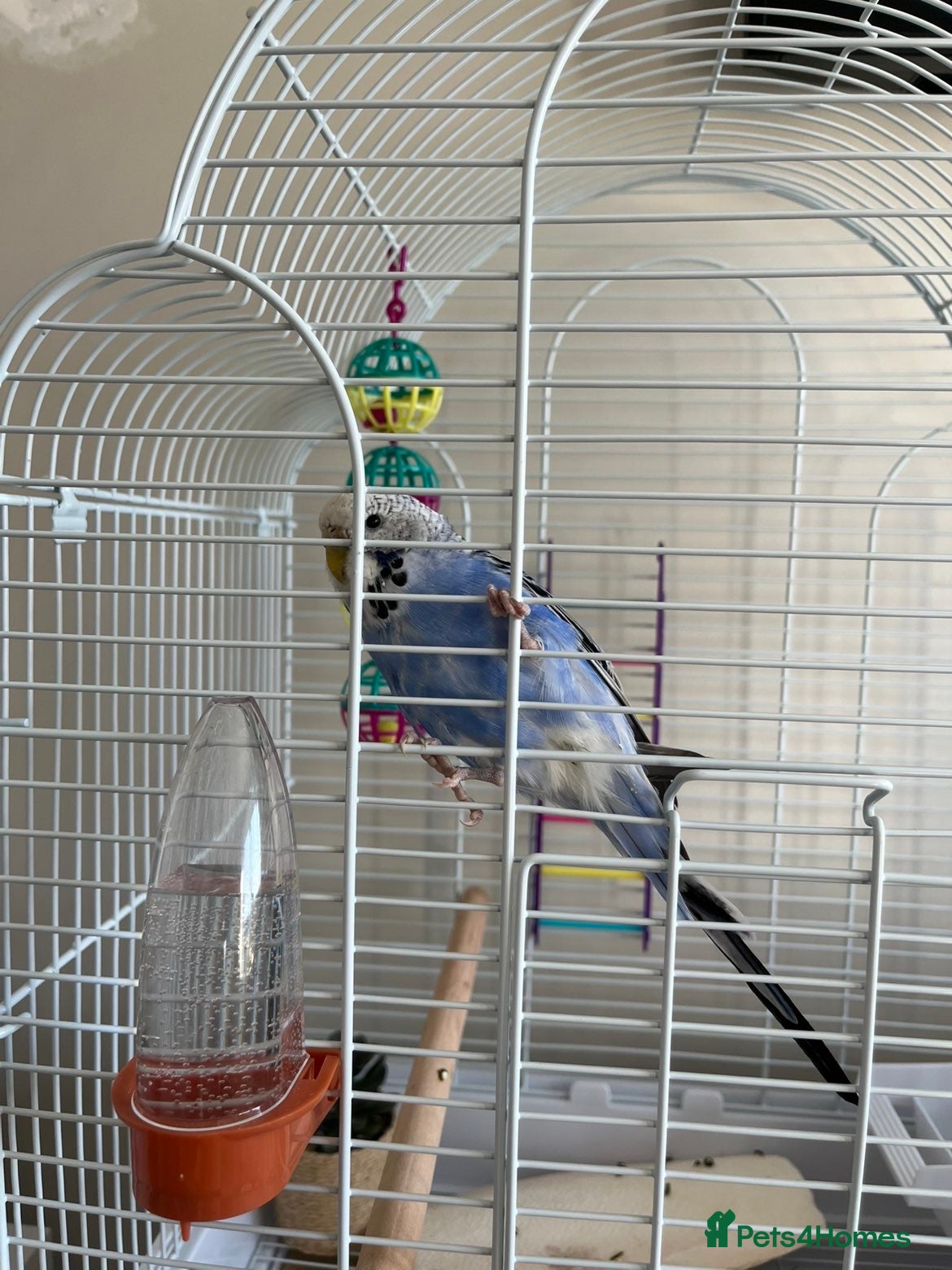 Budgerigars birds Female budgie and full set up in Castleford - Advert 1