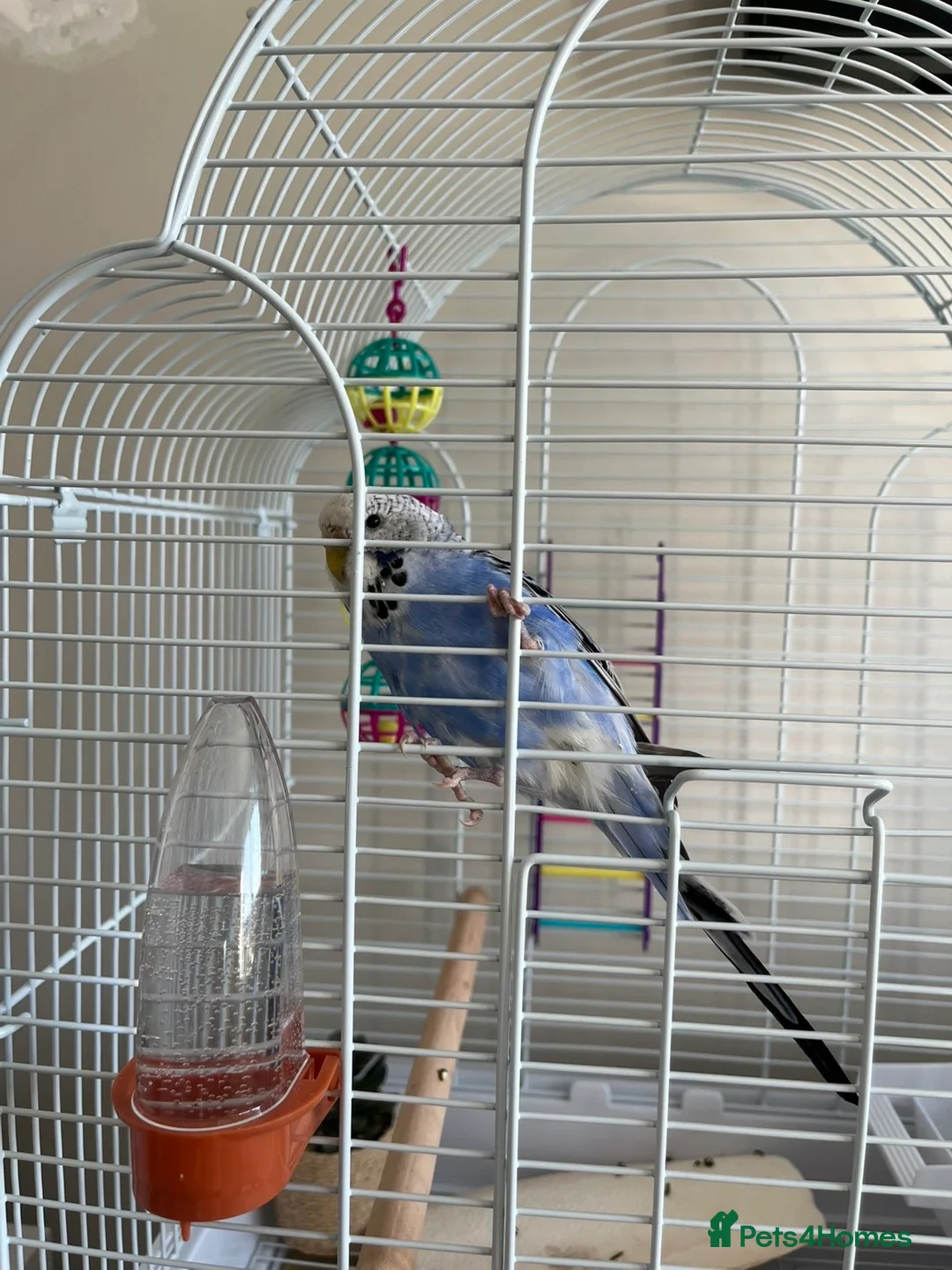 Budgerigars birds for sale: Female budgie and full set up in Castleford - Advert 1